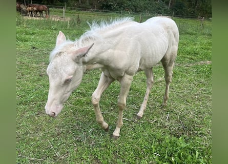 American Quarter Horse, Mare, Foal (05/2024), Cremello