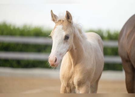 American Quarter Horse, Mare, Foal (01/2026), Palomino