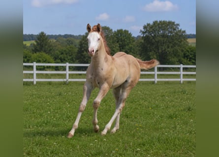 American Quarter Horse, Mare, Foal (05/2026), Red Dun