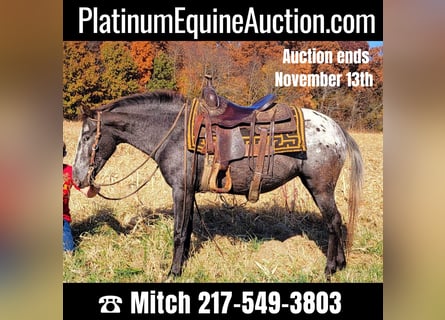 American Quarter Horse, Merrie, 10 Jaar, 132 cm, Brauner