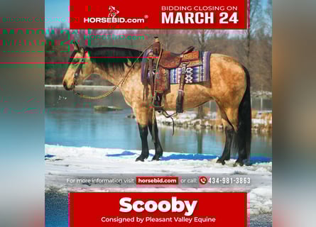 American Quarter Horse, Merrie, 10 Jaar, 142 cm, Buckskin
