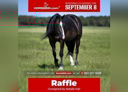 American Quarter Horse, Merrie, 10 Jaar, 147 cm, Zwart