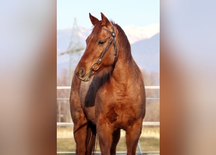 American Quarter Horse, Merrie, 10 Jaar, 148 cm, Roan-Red