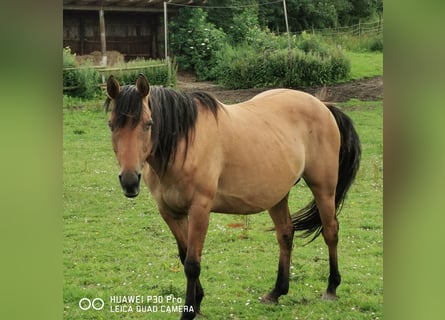 American Quarter Horse, Merrie, 10 Jaar, 150 cm, Falbe