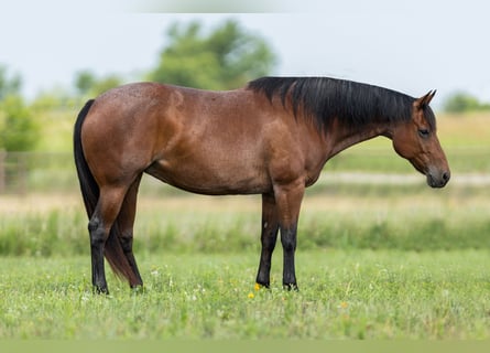 American Quarter Horse, Merrie, 10 Jaar, 152 cm, Roan-Bay