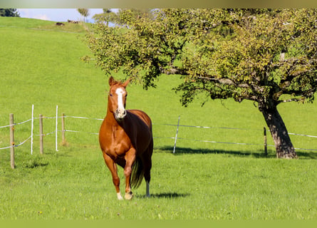 American Quarter Horse, Merrie, 10 Jaar, 154 cm, Vos