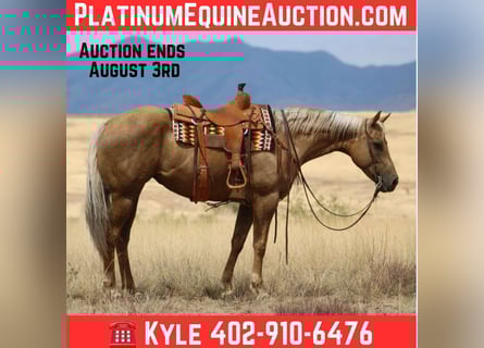 American Quarter Horse, Merrie, 10 Jaar, 155 cm, Palomino