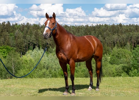 American Quarter Horse, Merrie, 10 Jaar, 162 cm, Brauner