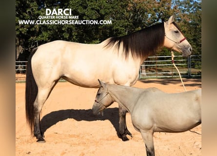 American Quarter Horse, Merrie, 10 Jaar, 163 cm, Buckskin