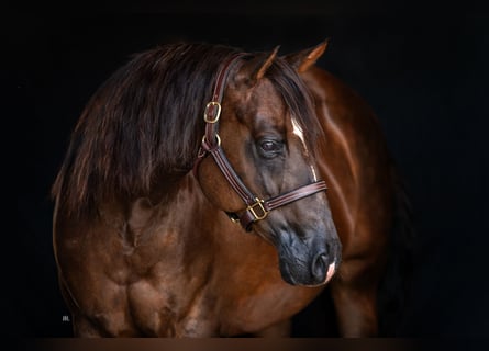 American Quarter Horse, Merrie, 10 Jaar, Donkere-vos