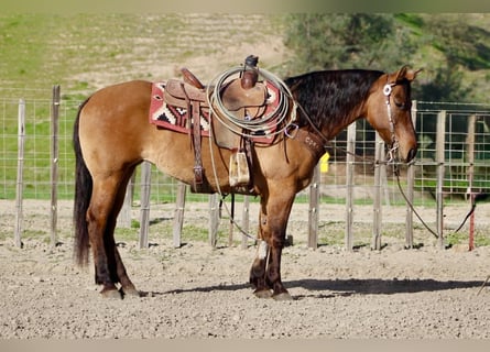 American Quarter Horse, Merrie, 10 Jaar, Falbe