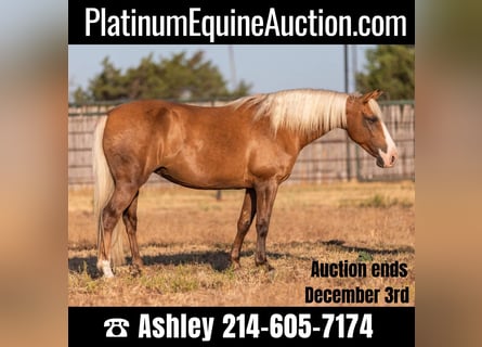 American Quarter Horse, Merrie, 11 Jaar, 132 cm, Palomino
