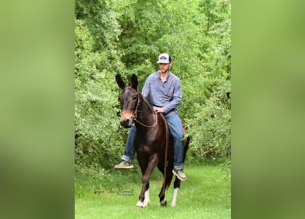 American Quarter Horse, Merrie, 11 Jaar, 147 cm, Roodbruin