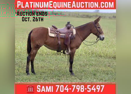 American Quarter Horse, Merrie, 11 Jaar, 150 cm, Roodbruin