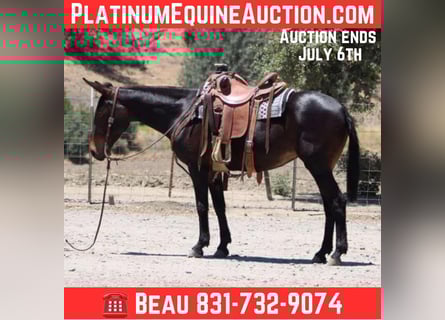 American Quarter Horse, Merrie, 11 Jaar, 152 cm, Roodbruin