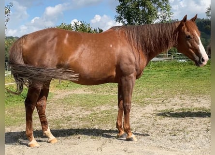 American Quarter Horse, Merrie, 11 Jaar, 152 cm, Vos