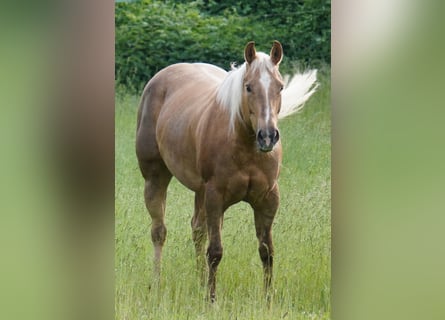 American Quarter Horse, Merrie, 11 Jaar, 154 cm, Palomino