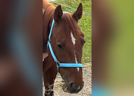 American Quarter Horse, Merrie, 11 Jaar, 155 cm, Donkere-vos