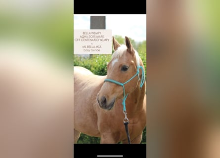 American Quarter Horse, Merrie, 11 Jaar, 155 cm, Palomino