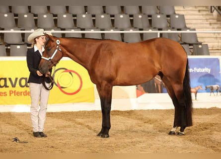 American Quarter Horse, Merrie, 11 Jaar, 165 cm, Bruin