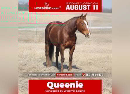 American Quarter Horse, Merrie, 12 Jaar, 145 cm, Donkere-vos