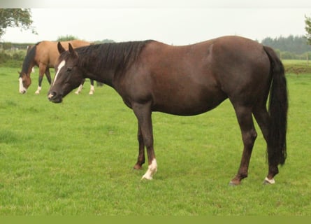 American Quarter Horse, Merrie, 12 Jaar, 145 cm, Palomino