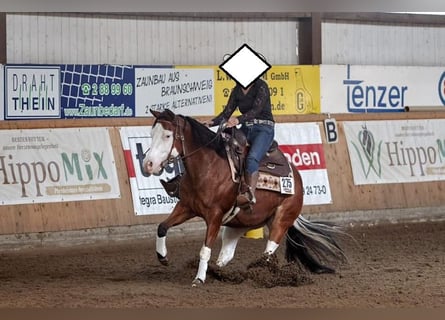 American Quarter Horse, Merrie, 12 Jaar, 147 cm, Bruin