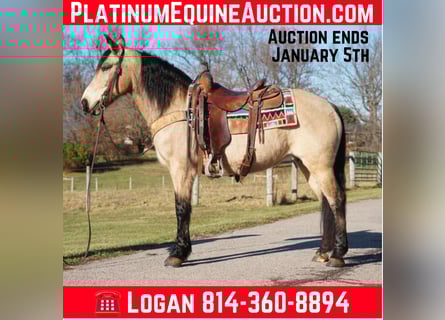 American Quarter Horse, Merrie, 12 Jaar, 147 cm, Buckskin