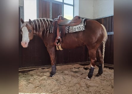 American Quarter Horse, Merrie, 12 Jaar, 148 cm, Palomino