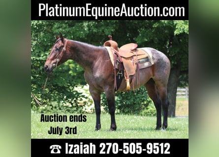 American Quarter Horse, Merrie, 12 Jaar, 150 cm, Roan-Bay