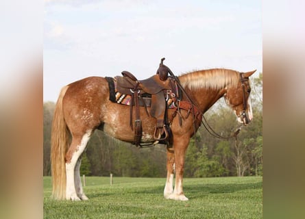 American Quarter Horse, Merrie, 12 Jaar, 150 cm, Sabino