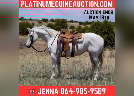 American Quarter Horse, Merrie, 12 Jaar, 150 cm, Schimmel