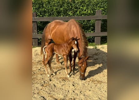 American Quarter Horse, Merrie, 12 Jaar, 151 cm, Donkere-vos