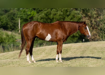 American Quarter Horse, Merrie, 12 Jaar, 155 cm