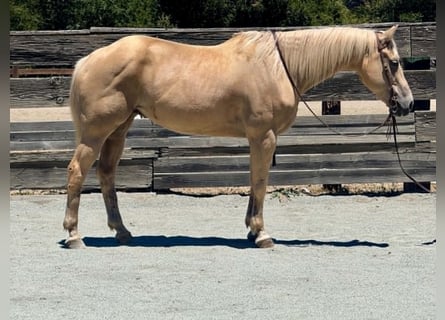 American Quarter Horse, Merrie, 12 Jaar, 157 cm, Palomino