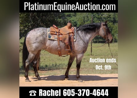 American Quarter Horse, Merrie, 12 Jaar, 157 cm, Roan-Bay