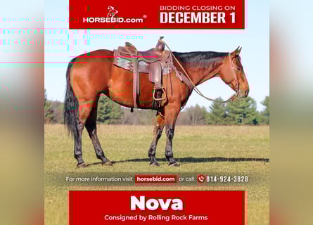 American Quarter Horse, Merrie, 12 Jaar, 157 cm, Roodbruin