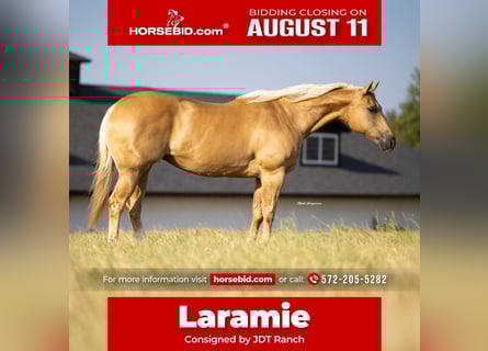 American Quarter Horse, Merrie, 12 Jaar, 160 cm, Palomino