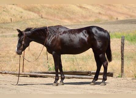 American Quarter Horse, Merrie, 12 Jaar, 160 cm, Zwart