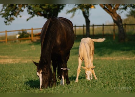 American Quarter Horse, Merrie, 12 Jaar, 160 cm, Zwart