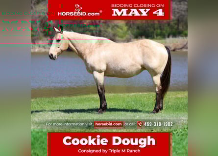 American Quarter Horse, Merrie, 12 Jaar, Buckskin