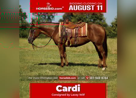 American Quarter Horse, Merrie, 13 Jaar, 145 cm, Donkere-vos