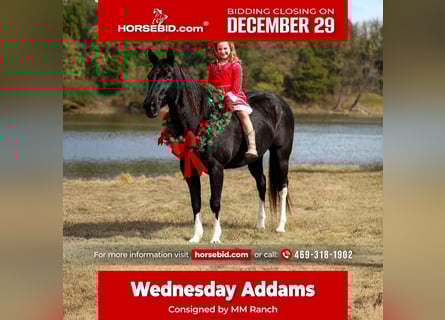 American Quarter Horse, Merrie, 13 Jaar, 150 cm, Zwart