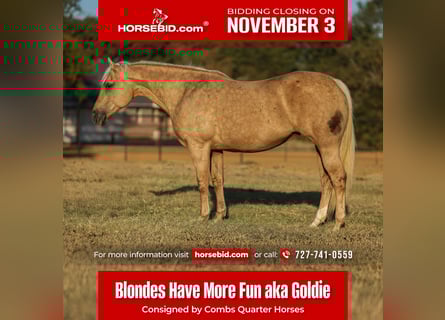 American Quarter Horse, Merrie, 13 Jaar, 152 cm, Palomino