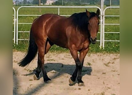 American Quarter Horse, Merrie, 13 Jaar, 152 cm, Roodbruin