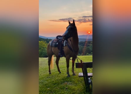 American Quarter Horse, Merrie, 13 Jaar, 153 cm, Palomino