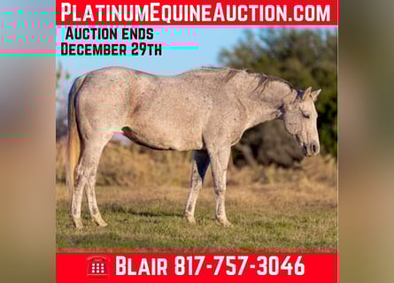American Quarter Horse, Merrie, 13 Jaar, 155 cm, Schimmel