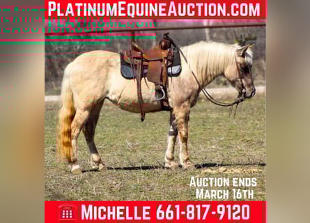 American Quarter Horse, Merrie, 14 Jaar, 122 cm, Bruin