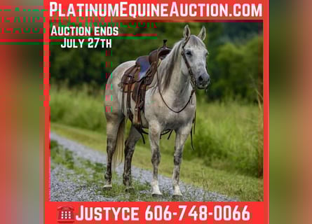 American Quarter Horse, Merrie, 14 Jaar, 147 cm, Schimmel