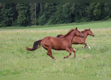 American Quarter Horse, Merrie, 14 Jaar, 148 cm, Vos